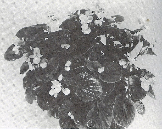 B. ‘Coco Salmon-Pink’